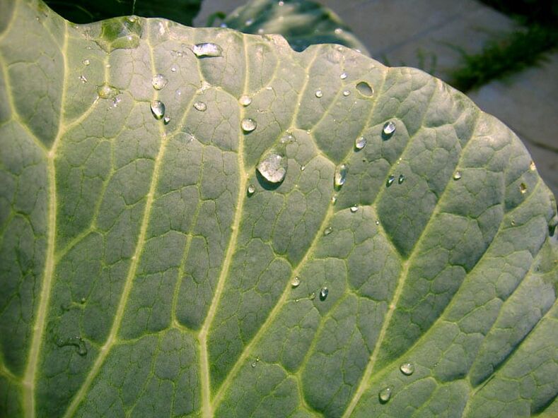 A cabbage leaf compress will help get rid of varicose veins on the legs