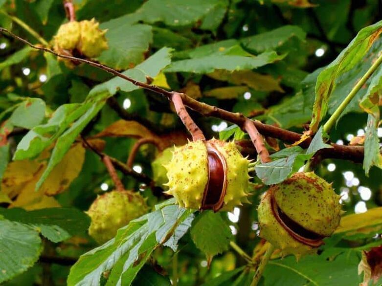 Medicinal tincture for varicose veins is made from horse chestnut